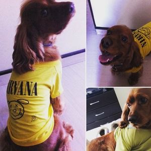 Perro cocker con camiseta amarilla de nirvana